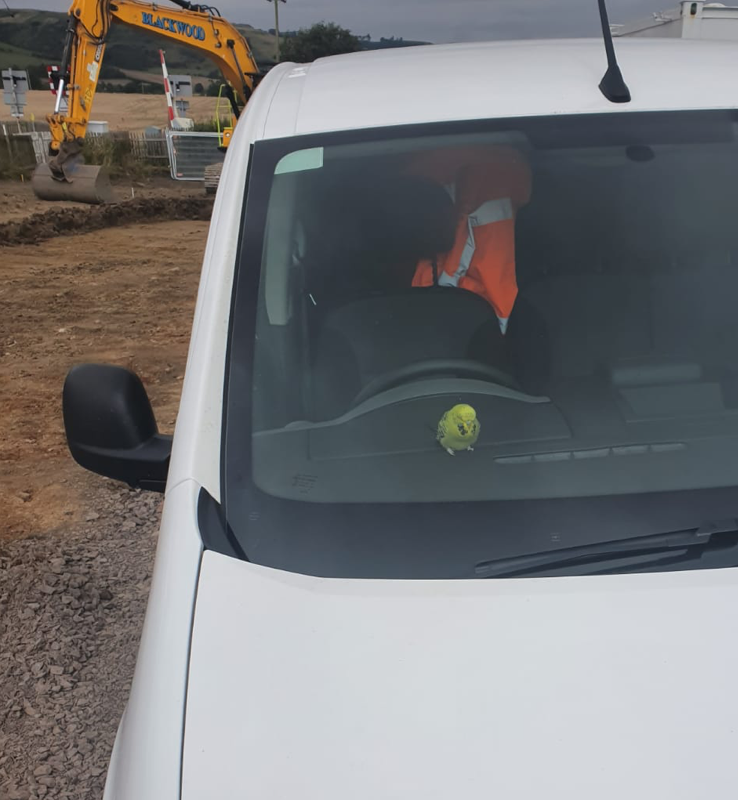 Budgie in a Covanburn van